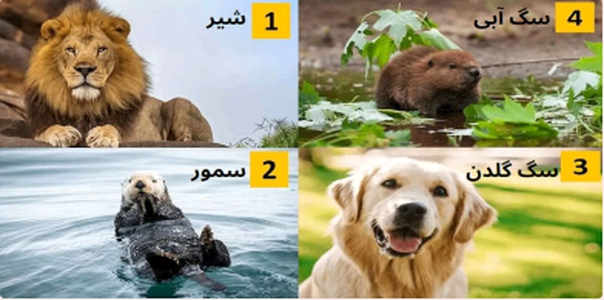 یک حیوان را انتخاب کنید تا بگوییم شما کی هستید؟