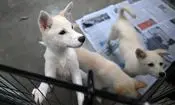 سوپ گوشت سگ بخورید |  توصیه کره شمالی برای مقابله با گرما!