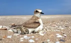 تصاویری نادر از یک پرنده در معرض خطر و جوجه‌هایش/ ویدئو