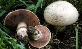 برای کاهش وزن قارچ بخورید
