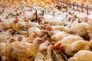 توزیع مرغ منجمد توجیهی ندارد/ شرکت پشتیبانی مرغ‌های مازاد را خریداری کند

