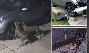سگ ها به خاطر گربه یک ماشین را نابود کردند‌/ ویدئو