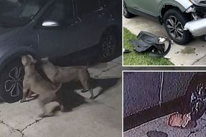 سگ ها به خاطر گربه یک ماشین را نابود کردند‌/ ویدئو