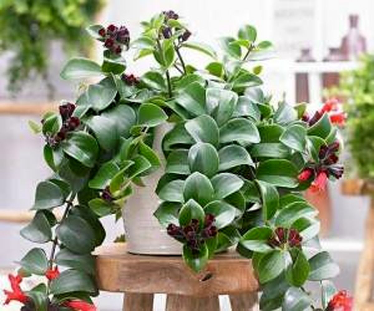 راهنمای کامل مراقبت و پرورش گل اسکینانتوس