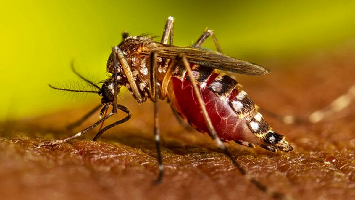 حدود ۸۰ تا ۹۰ درصد از مبتلایان به تب دنگی شناسایی نمیشوند
