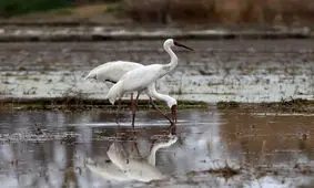 اما و اگر‌های بازگشت «امید» به ایران