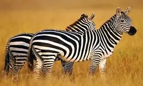 یک گورخر پدر در هنگام زایمان از مادر هم مهربان‌تر می شود/ ویدئو