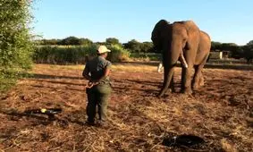 فیل‌ها با حرکات خود، خواسته‌هایشان را بیان می‌کنند

