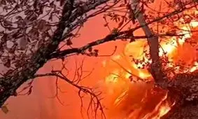 بی توجهی گردشگران و مسافران، جنگل های سوادکوه و گلوگاه را به آتش کشید/ ویدئو