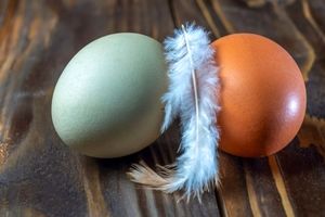 دلیل رنگ متفاوت تخم‌مرغ‌ها چیست و آیا رابطه‌ای با طعم دارد؟

