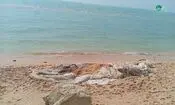 برخورد با شناور؛ علت مرگ نهنگ ۱۰ تنی در بندرچارک