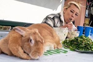 مسابقه سالادخوری یک زن با خرگوش/ ویدئو