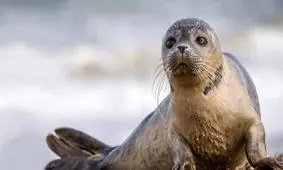 نجات فوک خزری ماده از تور صیادان گلستانی