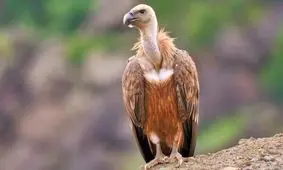 پس از ۳ دهه کرکس‌ها به ایلام برگشتند/ ویدئو