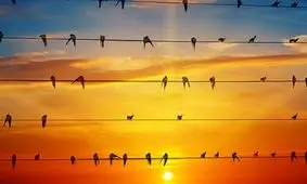 کدام حیوان گریه کند میمیرد؟