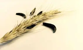 آلکالوئیدهای ارگوت؛ از مصرف خودسرانه داروهای این خانواده پرهیز کنید!