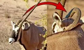  زندگی دردناک تیزشاخ کالاهاری با شاخ فرو رفته در گردن