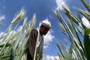 گندم در قبال کود؛ مذاکرات مصری- هندی برای تأمین امنیت غذایی

