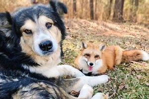 کشف حیوانی عجیب از ترکیب سگ و روباه/ ویدئو

