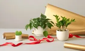  پیشنهاد عالی برای نگهداری از گیاهان آپارتمانی در محیط‌های کم نور