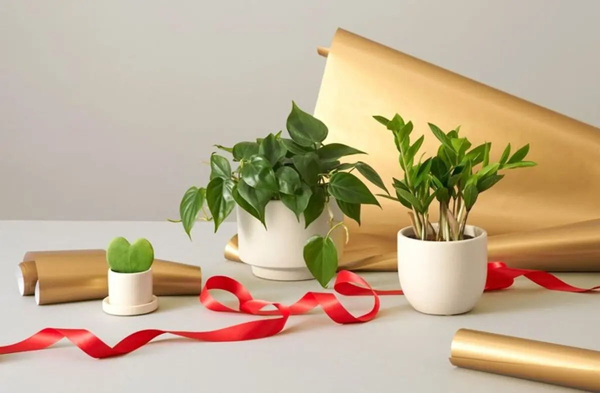  پیشنهاد عالی برای نگهداری از گیاهان آپارتمانی در محیط‌های کم نور