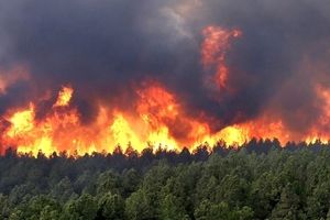 آتش سوزی جنگل‌های «نیلکوه» گالیکش/ ویدئو