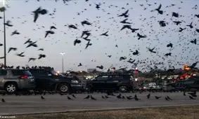 هجوم ترسناک کلاغ ها به یک پارکینگ خودرو/ ویدئو