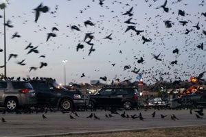هجوم ترسناک کلاغ ها به یک پارکینگ خودرو/ ویدئو