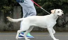 ممنوعیت سگ‌گردانی به مازندران رسید