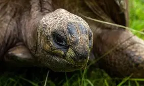 با پیرترین حیوان زنده جهان آشنا شوید/ ویدئو