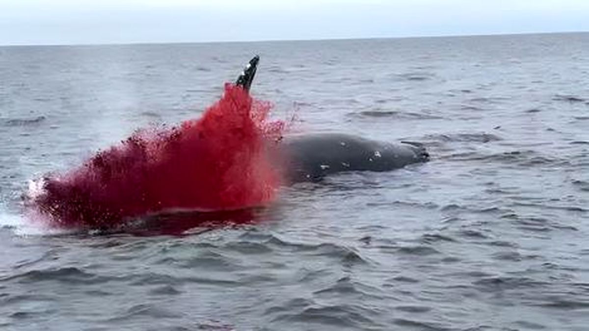 لحظه انفجار وحشتناک نهنگ وسط اقیانوس/ ویدئو