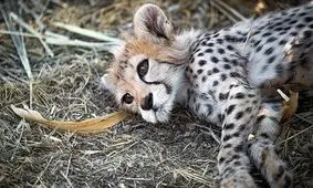 انتقاد رییس سازمان محیط زیست نسبت به تمرکز بر چهره‌سازی از «پیروز»