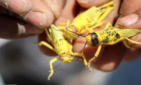 احتمال هجوم ملخ‌های صحرایی به سیستان و بلوچستان در فروردین ۱۴۰۱