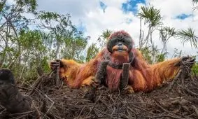 لحظات دیدنی در حیات وحش