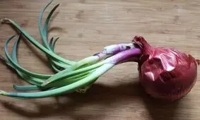 خوردن پیازی که جوانه زده خطرناک است؟