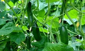 چه کسانی باید از خوردن خیار پرهیز کنند؟