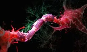 مبارزه با پیری مغز با کاهش ۳۰ درصدی کالری دریافتی

