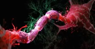 مبارزه با پیری مغز با کاهش ۳۰ درصدی کالری دریافتی

