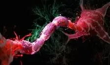 مبارزه با پیری مغز با کاهش ۳۰ درصدی کالری دریافتی

