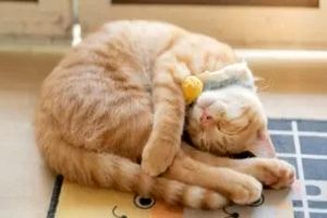 چرا گربه ها معمولاً روی پهلوی چپ خود می‌خوابند؟