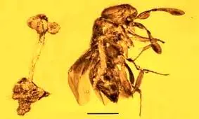 کشف فسیل ۳۰ میلیون ساله