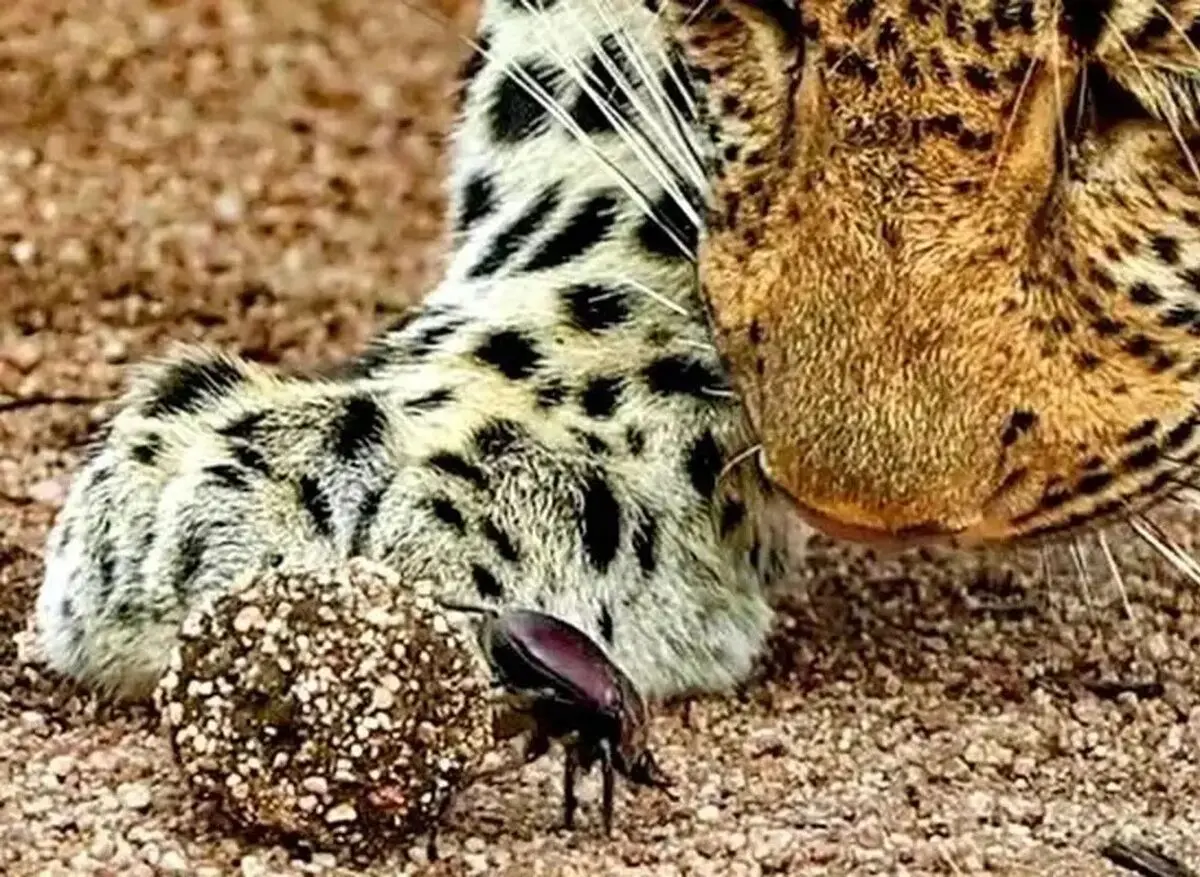 پلنگ کنجکاو به تماشای سوسک سرگین‌غلتان رفت!/ ویدئو 