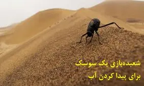 جادوگری بی‌نظیر یک سوسک برای پیدا کردن آب در صحرای سوزان نامیب/ ویدئو