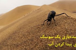 جادوگری بی‌نظیر یک سوسک برای پیدا کردن آب در صحرای سوزان نامیب/ ویدئو