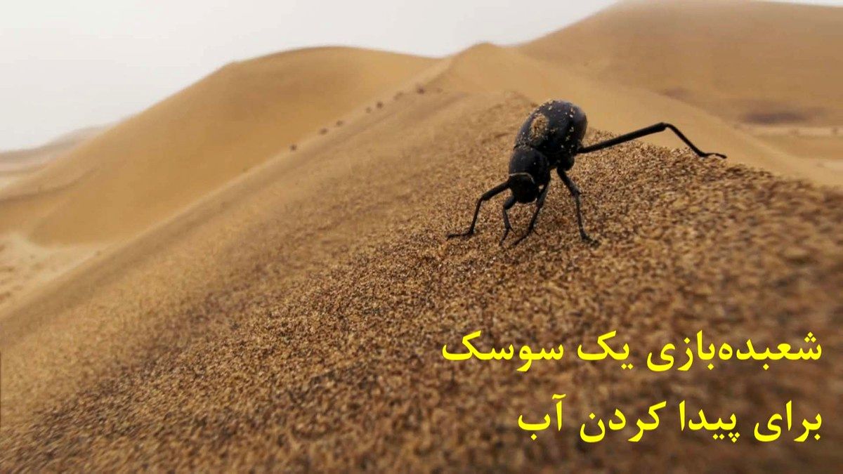 جادوگری بی‌نظیر یک سوسک برای پیدا کردن آب در صحرای سوزان نامیب/ ویدئو