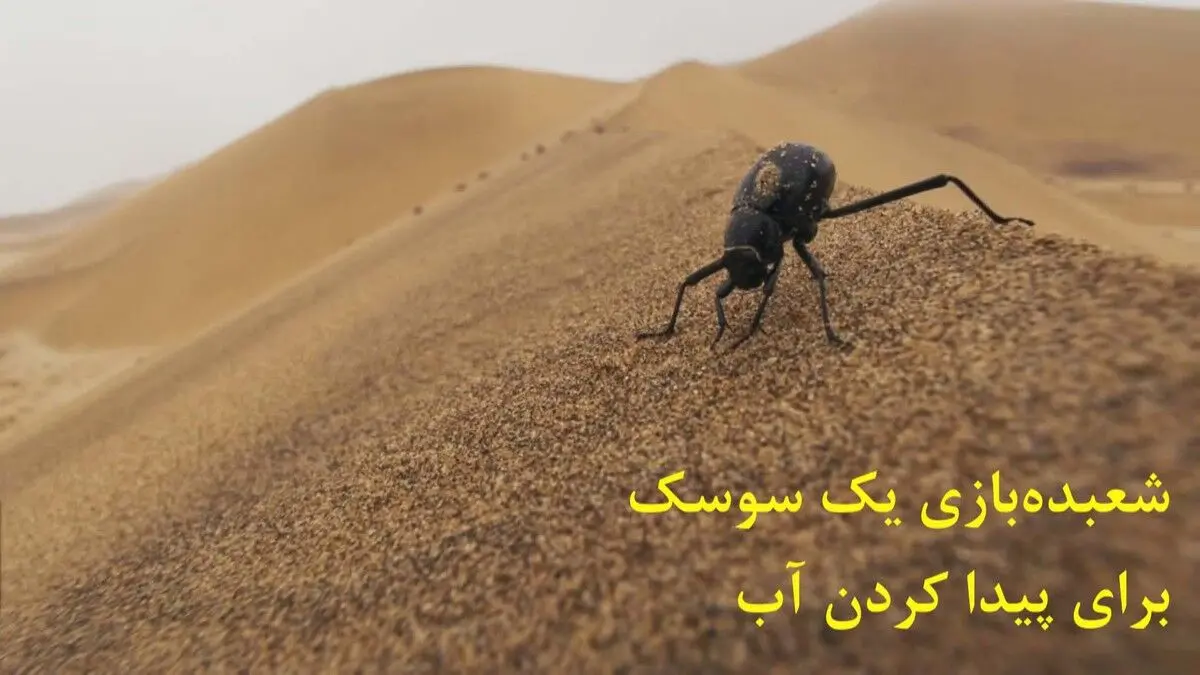 جادوگری بی‌نظیر یک سوسک برای پیدا کردن آب در صحرای سوزان نامیب/ ویدئو