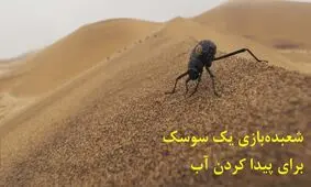 جادوگری بی‌نظیر یک سوسک برای پیدا کردن آب در صحرای سوزان نامیب/ ویدئو