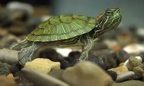 لاک پشت، مار و سمندر نخرید