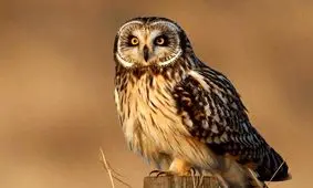 پیدا شدن جغد در منزل مسکونی ناصرآباد قزوین