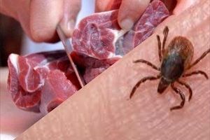 خطر «تب کریمه کنگو» بیخ گوش مردم/ مصرف گوشت تازه تا ۲۴ ساعت ممنوع